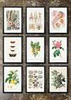 9 Prints & Frames - Vintage Prints 2
