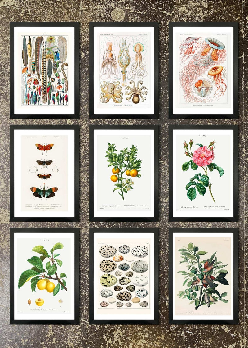 9 Prints & Frames - Vintage Prints 2