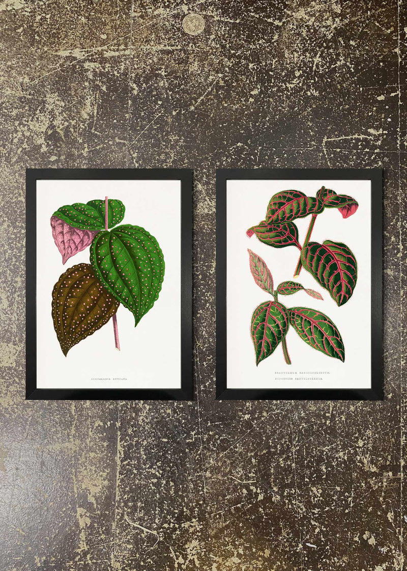 2 Prints & Frames - Botanical Leaves 01