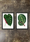 2 Prints & Frames - Botanical Leaves 02