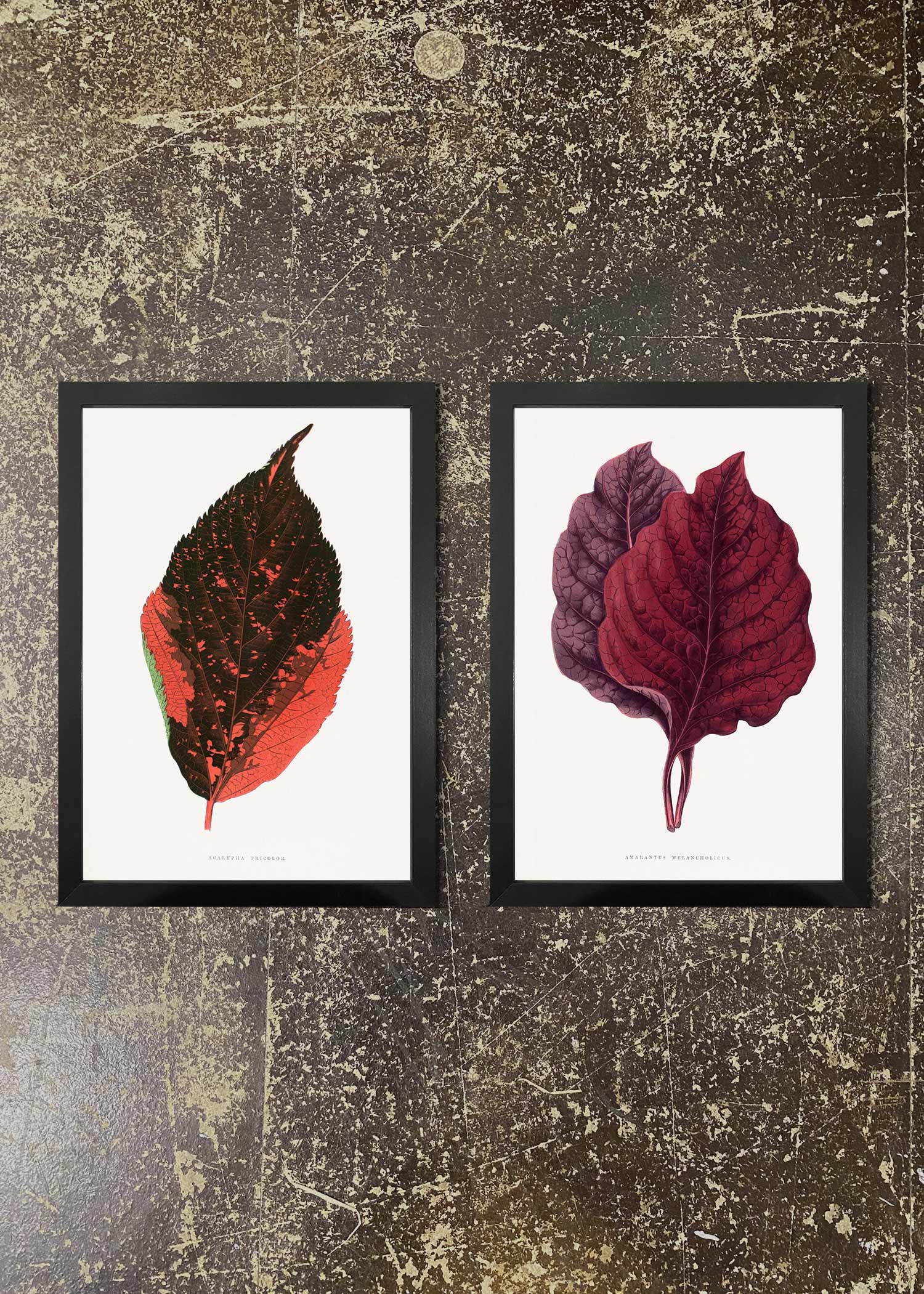 2 Prints & Frames - Botanical Leaves 03