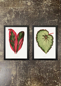 2 Prints & Frames - Botanical Leaves 04