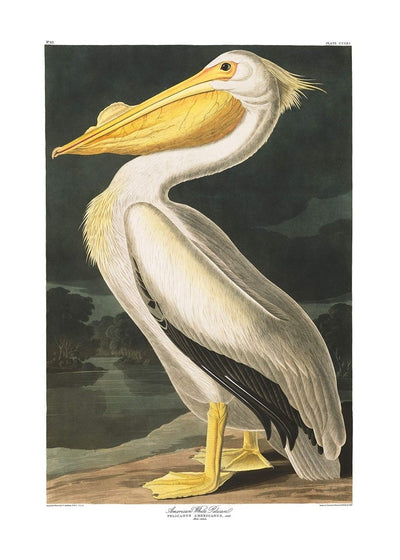 American White Pelican Vintage Antique Bird Print