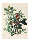Ground Dove Vintage Antique Bird 40x50cm Matte Clearance Print