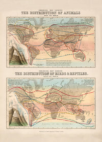 Zoological map of the distribution of animals art print