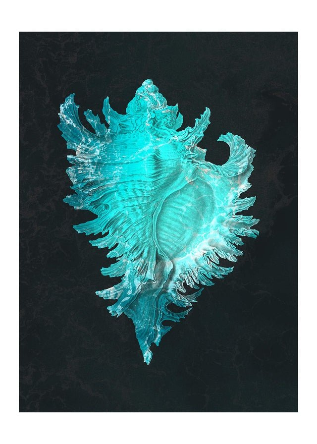 Large Conch Sea Shell Blue Antique 50x70cm Matte Clearance Print