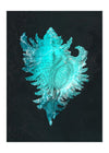 Large Conch Sea Shell Blue Antique 50x70cm Matte Clearance Print