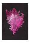 Large Conch Sea Shell Pink Antique 50x70cm Matte Clearance Print
