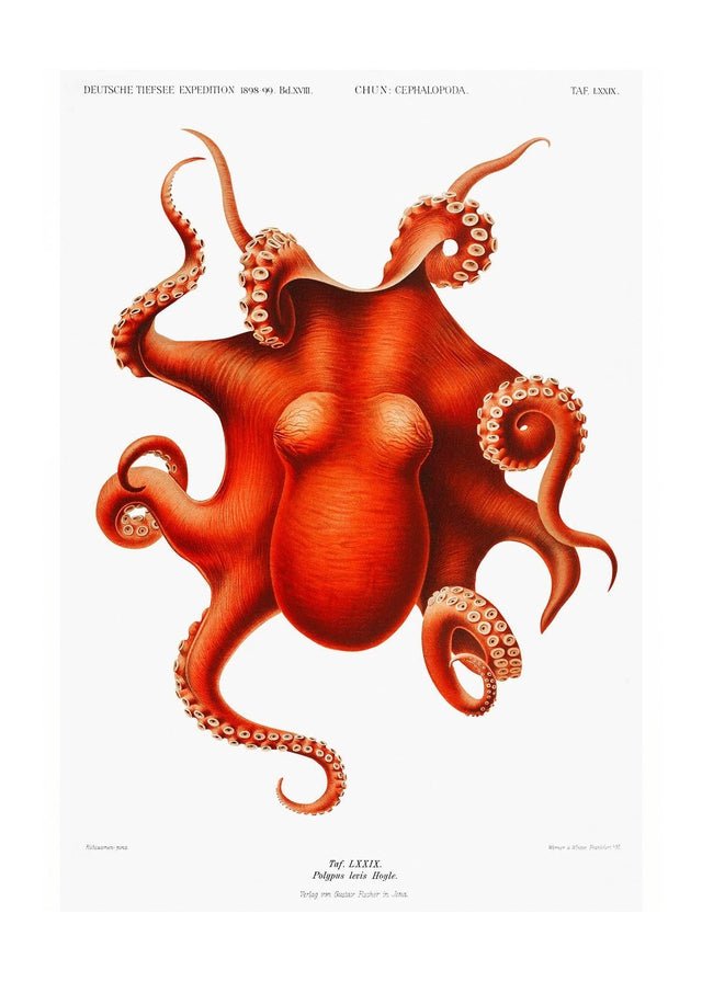 Octopus Vintage Antique Print
