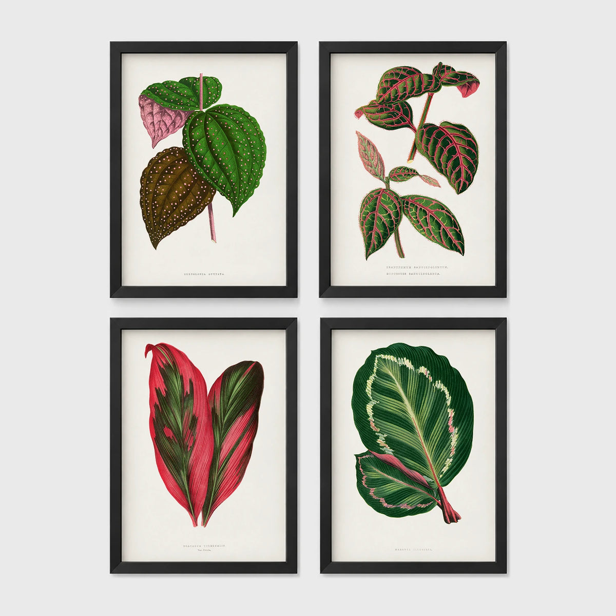 Set of 4 framed prints, antique botanical leaf illustrations: a spotted begonia-style leaf; a striped variegated leaf plant; a pink and green striped leaf; and a dark green variegated leaf — unframed