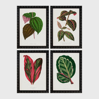 Set of 4 framed prints, antique botanical leaf illustrations: a spotted begonia-style leaf; a striped variegated leaf plant; a pink and green striped leaf; and a dark green variegated leaf — unframed