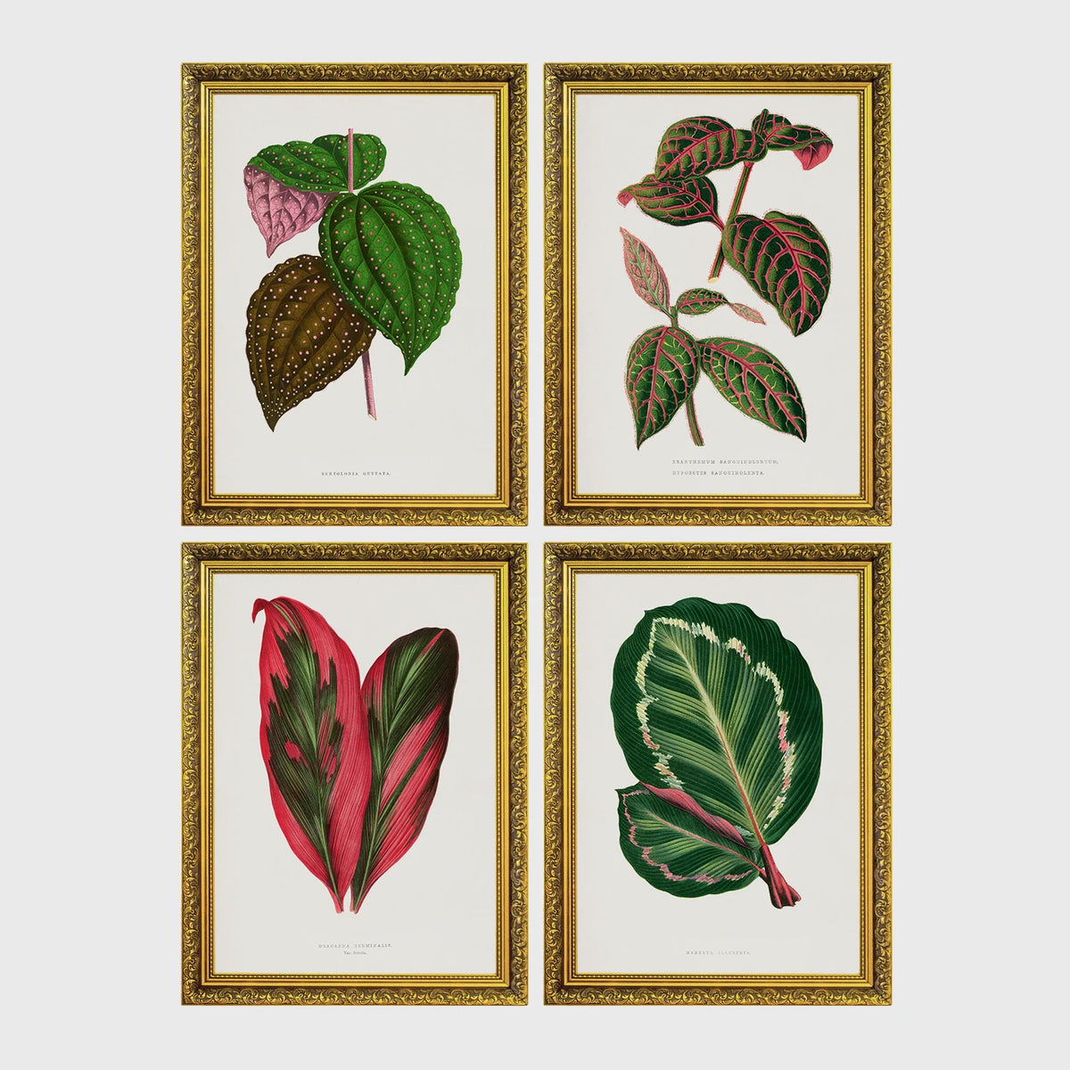 Set of 4 framed prints, antique botanical leaf illustrations: a spotted begonia-style leaf; a striped variegated leaf plant; a pink and green striped leaf; and a dark green variegated leaf — unframed
