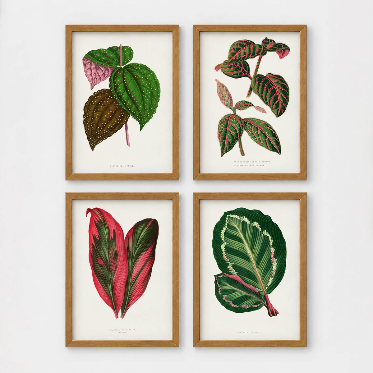 Set of 4 framed prints, antique botanical leaf illustrations: a spotted begonia-style leaf; a striped variegated leaf plant; a pink and green striped leaf; and a dark green variegated leaf — unframed