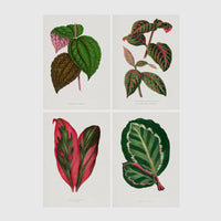 Set of 4 framed prints, antique botanical leaf illustrations: a spotted begonia-style leaf; a striped variegated leaf plant; a pink and green striped leaf; and a dark green variegated leaf — unframed
