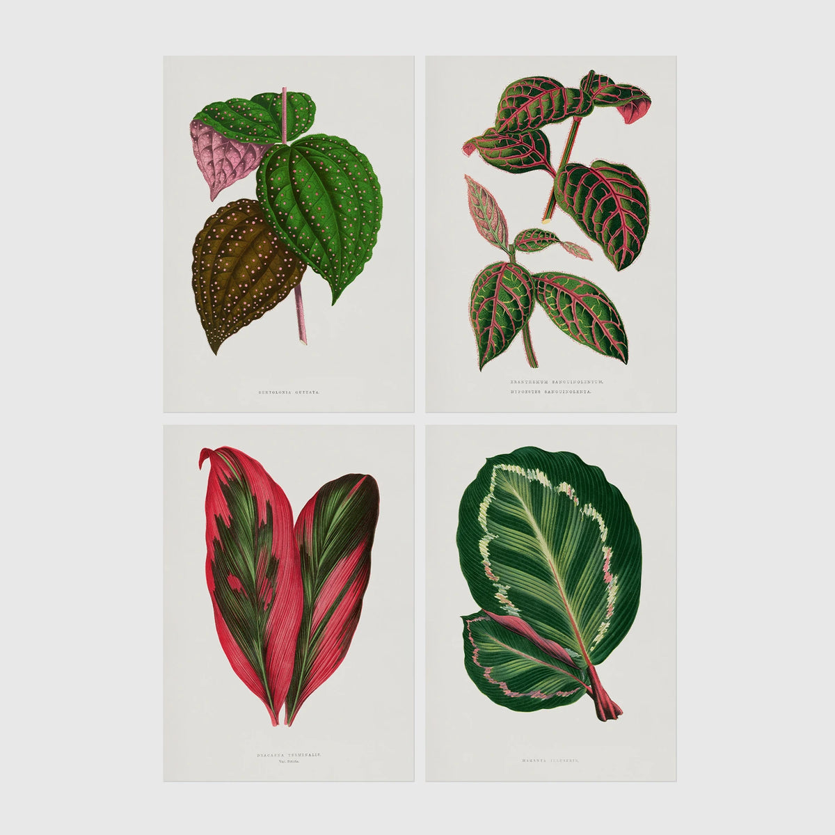 Set of 4 framed prints, antique botanical leaf illustrations: a spotted begonia-style leaf; a striped variegated leaf plant; a pink and green striped leaf; and a dark green variegated leaf — unframed