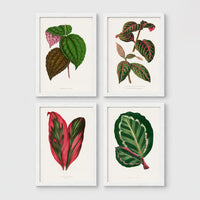 Set of 4 framed prints, antique botanical leaf illustrations: a spotted begonia-style leaf; a striped variegated leaf plant; a pink and green striped leaf; and a dark green variegated leaf — unframed