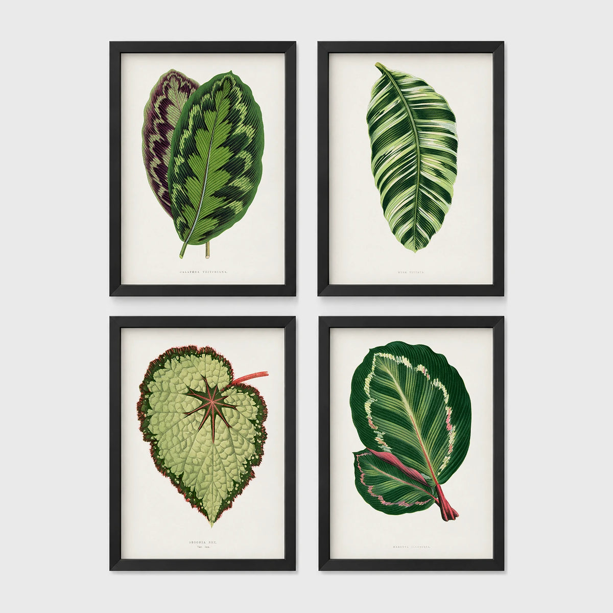 Set of 4 framed prints, antique botanical leaf illustrations: a purple and green chevron-patterned leaf; a striped white and green leaf; a textured pale green begonia leaf; and a dark green leaf with white edging — unframed