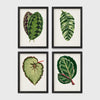 Set of 4 framed prints, antique botanical leaf illustrations: a purple and green chevron-patterned leaf; a striped white and green leaf; a textured pale green begonia leaf; and a dark green leaf with white edging — unframed