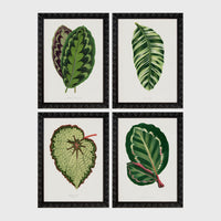 Set of 4 framed prints, antique botanical leaf illustrations: a purple and green chevron-patterned leaf; a striped white and green leaf; a textured pale green begonia leaf; and a dark green leaf with white edging — unframed
