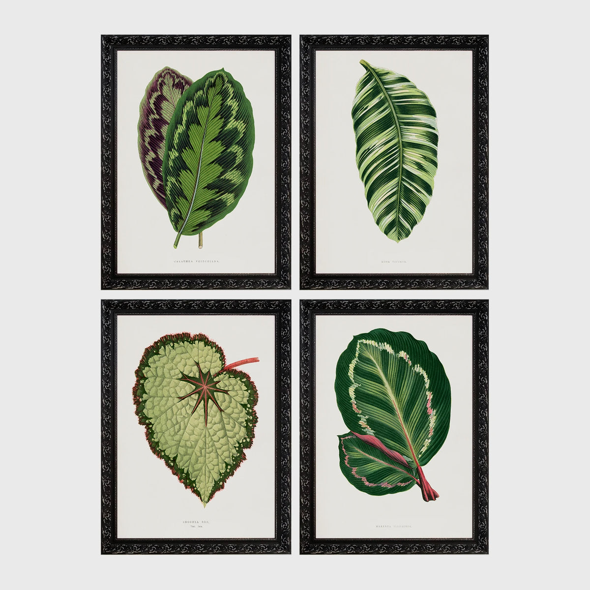 Set of 4 framed prints, antique botanical leaf illustrations: a purple and green chevron-patterned leaf; a striped white and green leaf; a textured pale green begonia leaf; and a dark green leaf with white edging — unframed
