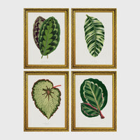Set of 4 framed prints, antique botanical leaf illustrations: a purple and green chevron-patterned leaf; a striped white and green leaf; a textured pale green begonia leaf; and a dark green leaf with white edging — unframed