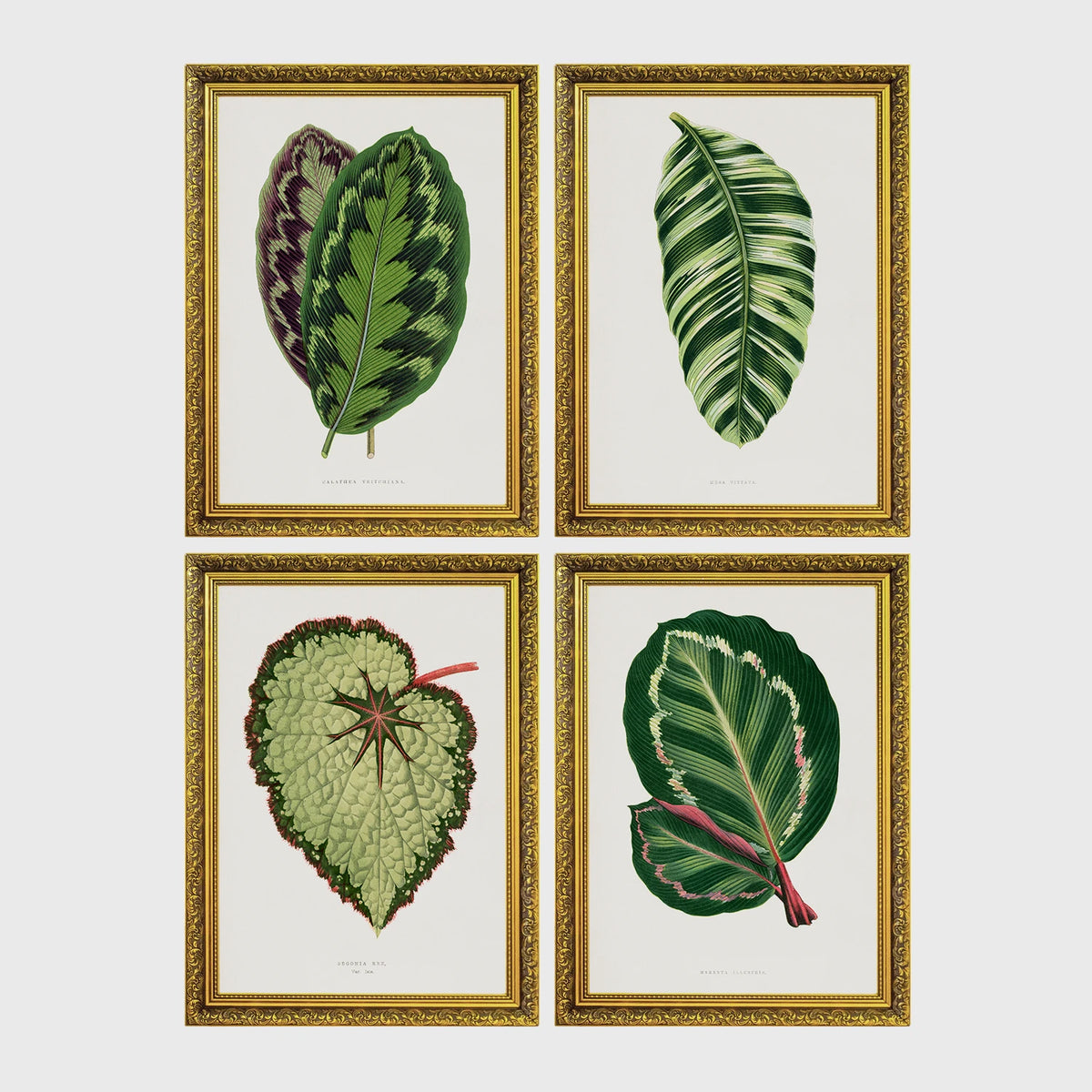 Set of 4 framed prints, antique botanical leaf illustrations: a purple and green chevron-patterned leaf; a striped white and green leaf; a textured pale green begonia leaf; and a dark green leaf with white edging — unframed