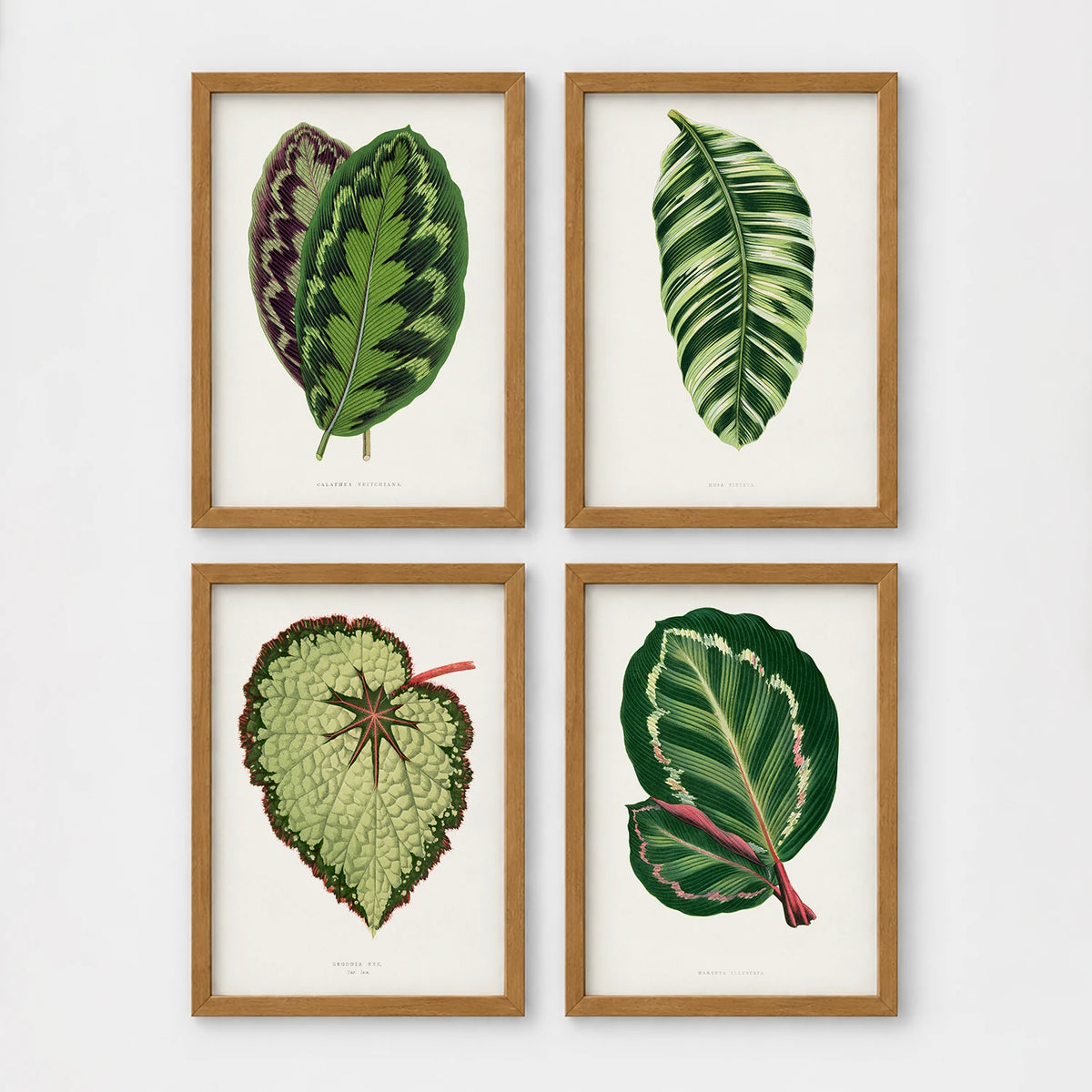 Set of 4 framed prints, antique botanical leaf illustrations: a purple and green chevron-patterned leaf; a striped white and green leaf; a textured pale green begonia leaf; and a dark green leaf with white edging — unframed