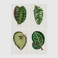 Set of 4 framed prints, antique botanical leaf illustrations: a purple and green chevron-patterned leaf; a striped white and green leaf; a textured pale green begonia leaf; and a dark green leaf with white edging — unframed