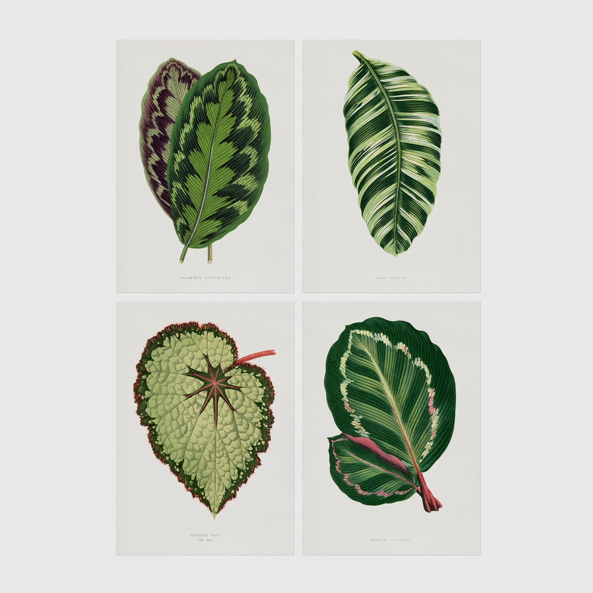 Set of 4 framed prints, antique botanical leaf illustrations: a purple and green chevron-patterned leaf; a striped white and green leaf; a textured pale green begonia leaf; and a dark green leaf with white edging — unframed