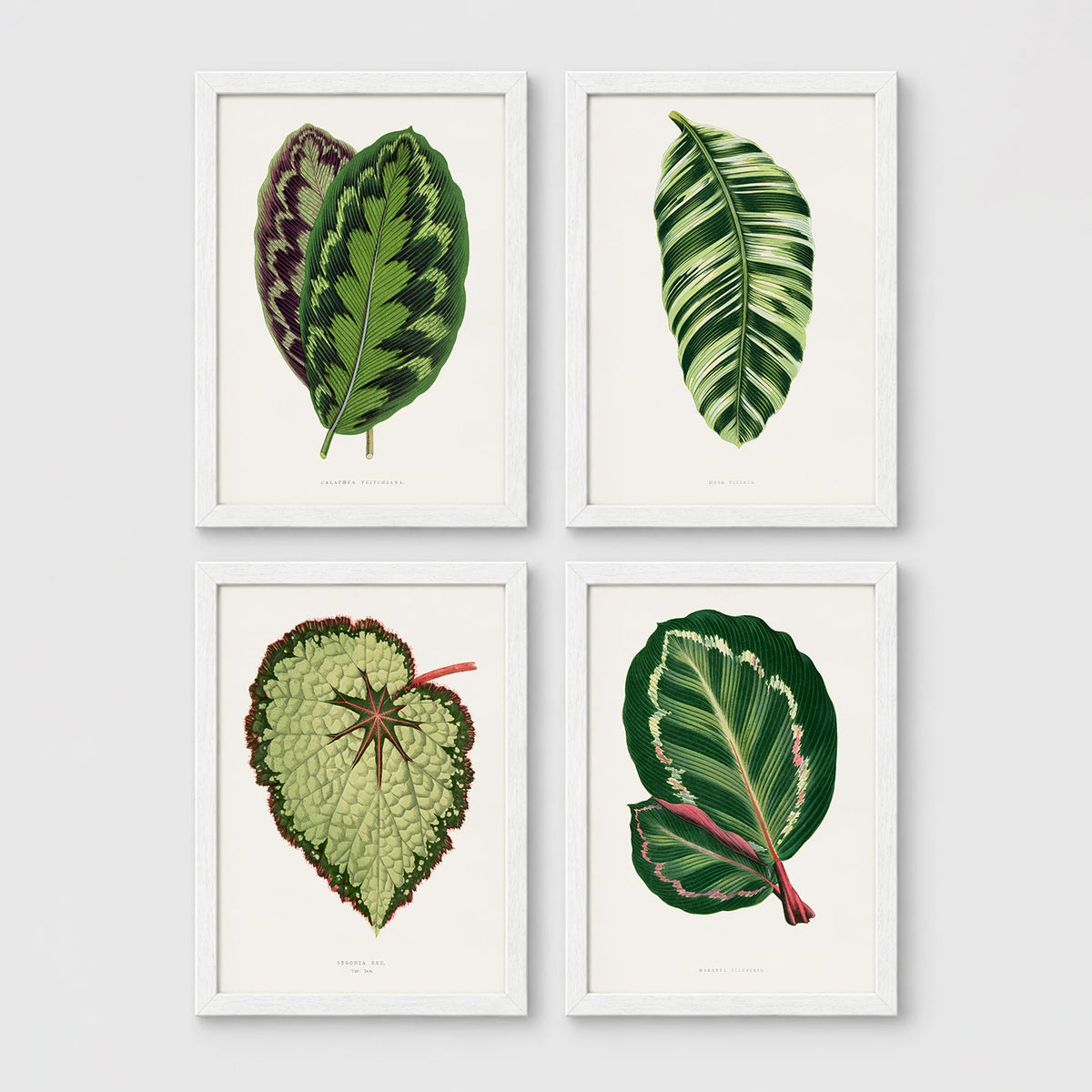 Set of 4 framed prints, antique botanical leaf illustrations: a purple and green chevron-patterned leaf; a striped white and green leaf; a textured pale green begonia leaf; and a dark green leaf with white edging — unframed
