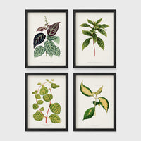 Set of 4 framed prints, antique botanical leaf illustrations: a trailing stem with dark speckled leaves; a trailing stem with pale spotted leaves; a vine with rounded speckled leaves; and a stem with variegated cream and green leaves — unframed