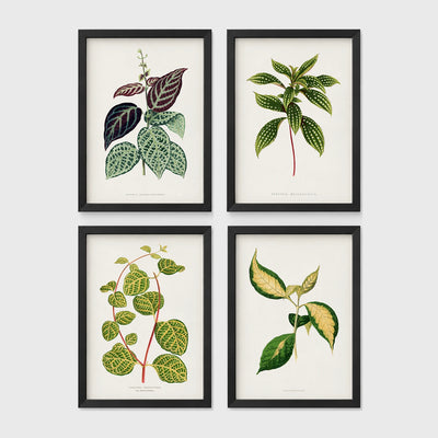 Set of 4 framed prints, antique botanical leaf illustrations: a trailing stem with dark speckled leaves; a trailing stem with pale spotted leaves; a vine with rounded speckled leaves; and a stem with variegated cream and green leaves — unframed