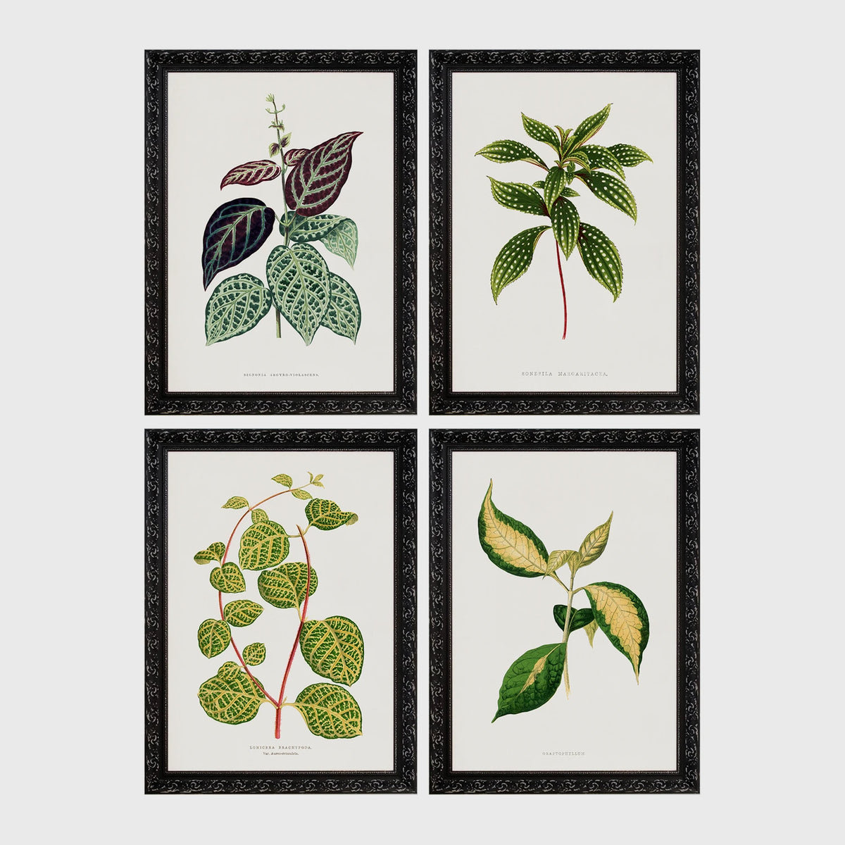 Set of 4 framed prints, antique botanical leaf illustrations: a trailing stem with dark speckled leaves; a trailing stem with pale spotted leaves; a vine with rounded speckled leaves; and a stem with variegated cream and green leaves — unframed