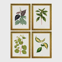 Set of 4 framed prints, antique botanical leaf illustrations: a trailing stem with dark speckled leaves; a trailing stem with pale spotted leaves; a vine with rounded speckled leaves; and a stem with variegated cream and green leaves — unframed