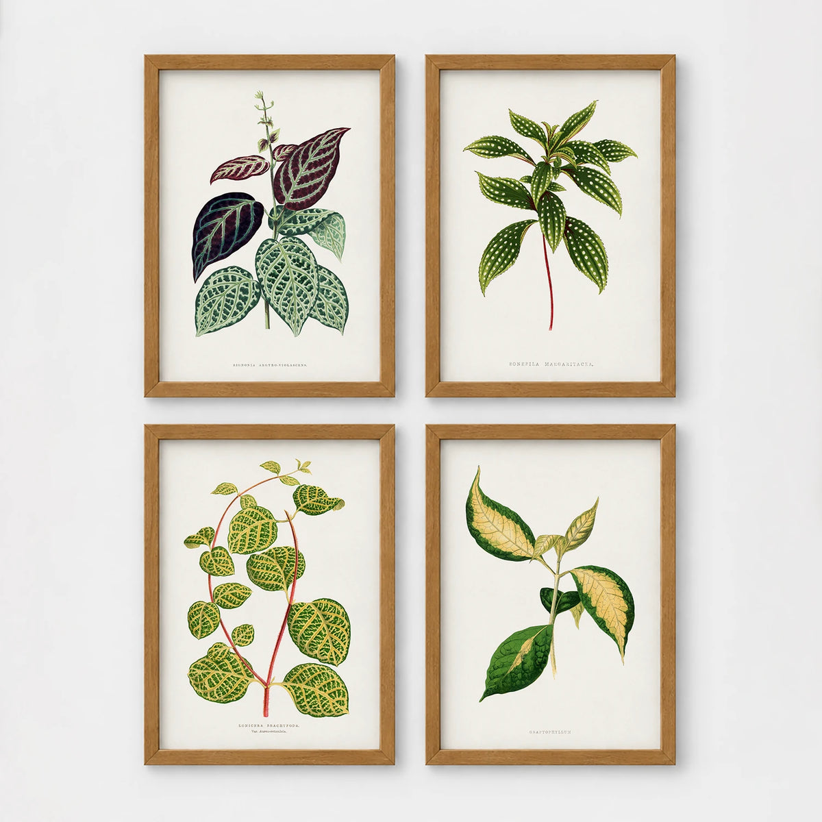 Set of 4 framed prints, antique botanical leaf illustrations: a trailing stem with dark speckled leaves; a trailing stem with pale spotted leaves; a vine with rounded speckled leaves; and a stem with variegated cream and green leaves — unframed