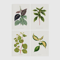 Set of 4 framed prints, antique botanical leaf illustrations: a trailing stem with dark speckled leaves; a trailing stem with pale spotted leaves; a vine with rounded speckled leaves; and a stem with variegated cream and green leaves — unframed