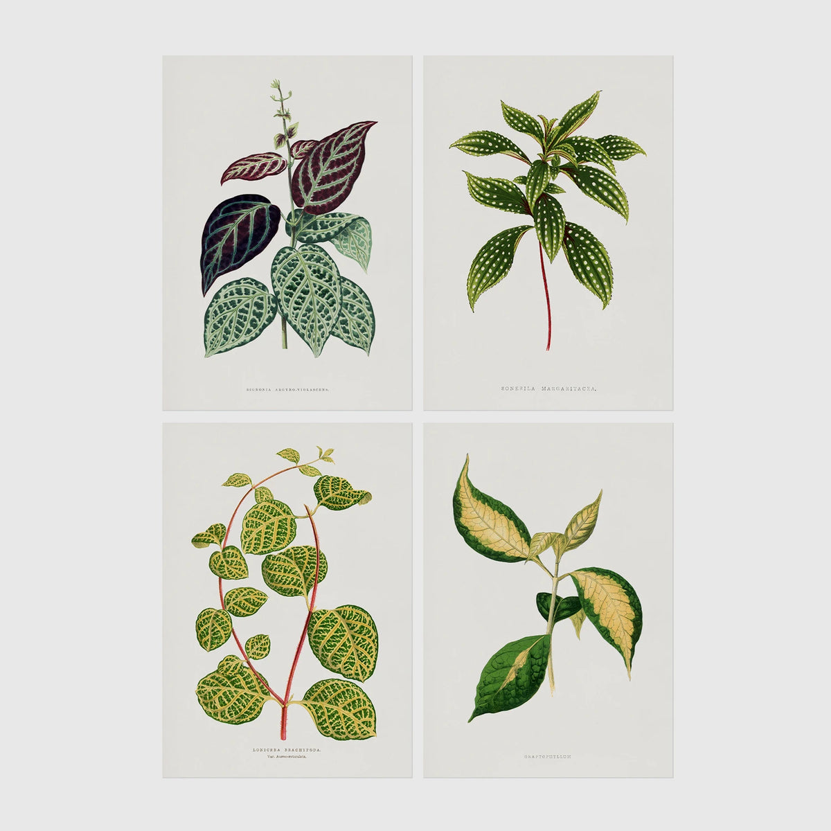 Set of 4 framed prints, antique botanical leaf illustrations: a trailing stem with dark speckled leaves; a trailing stem with pale spotted leaves; a vine with rounded speckled leaves; and a stem with variegated cream and green leaves — unframed