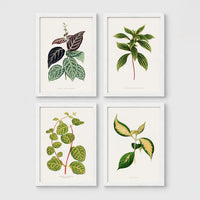 Set of 4 framed prints, antique botanical leaf illustrations: a trailing stem with dark speckled leaves; a trailing stem with pale spotted leaves; a vine with rounded speckled leaves; and a stem with variegated cream and green leaves — unframed