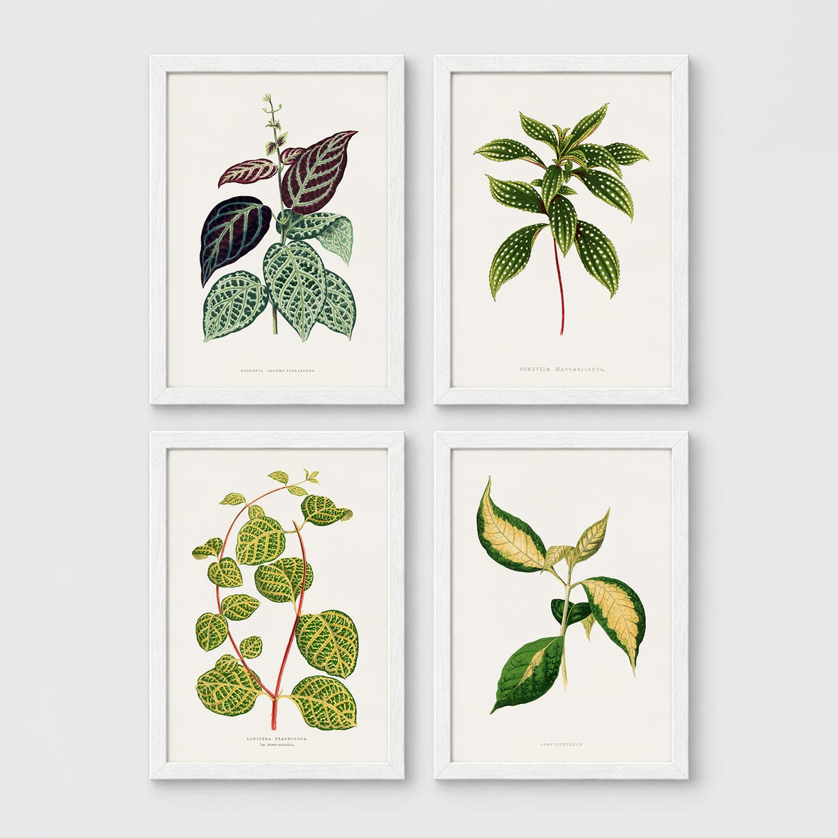 Set of 4 framed prints, antique botanical leaf illustrations: a trailing stem with dark speckled leaves; a trailing stem with pale spotted leaves; a vine with rounded speckled leaves; and a stem with variegated cream and green leaves — unframed