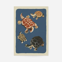Tortoises illustration art print by Elena Pavlovna Gertik