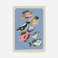 Framed freshwater fish illustration art print