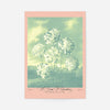 A Group Of Carnations Pastel Flowers Print