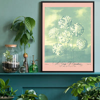 A Group Of Carnations Pastel Flowers Print