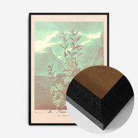 Narrow Leaved Kalmia Pastel Print
