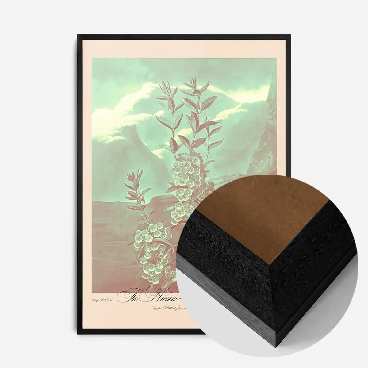 Narrow Leaved Kalmia Pastel Print