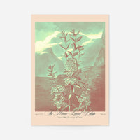 Narrow Leaved Kalmia Pastel Print