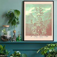 Narrow Leaved Kalmia Pastel Print