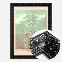 Narrow Leaved Kalmia Pastel Print