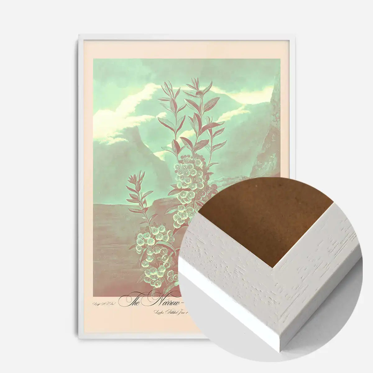 Narrow Leaved Kalmia Pastel Print