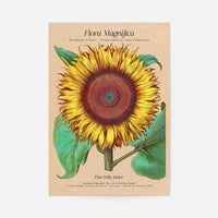 Flora Magnifica Sunflower Poster Print